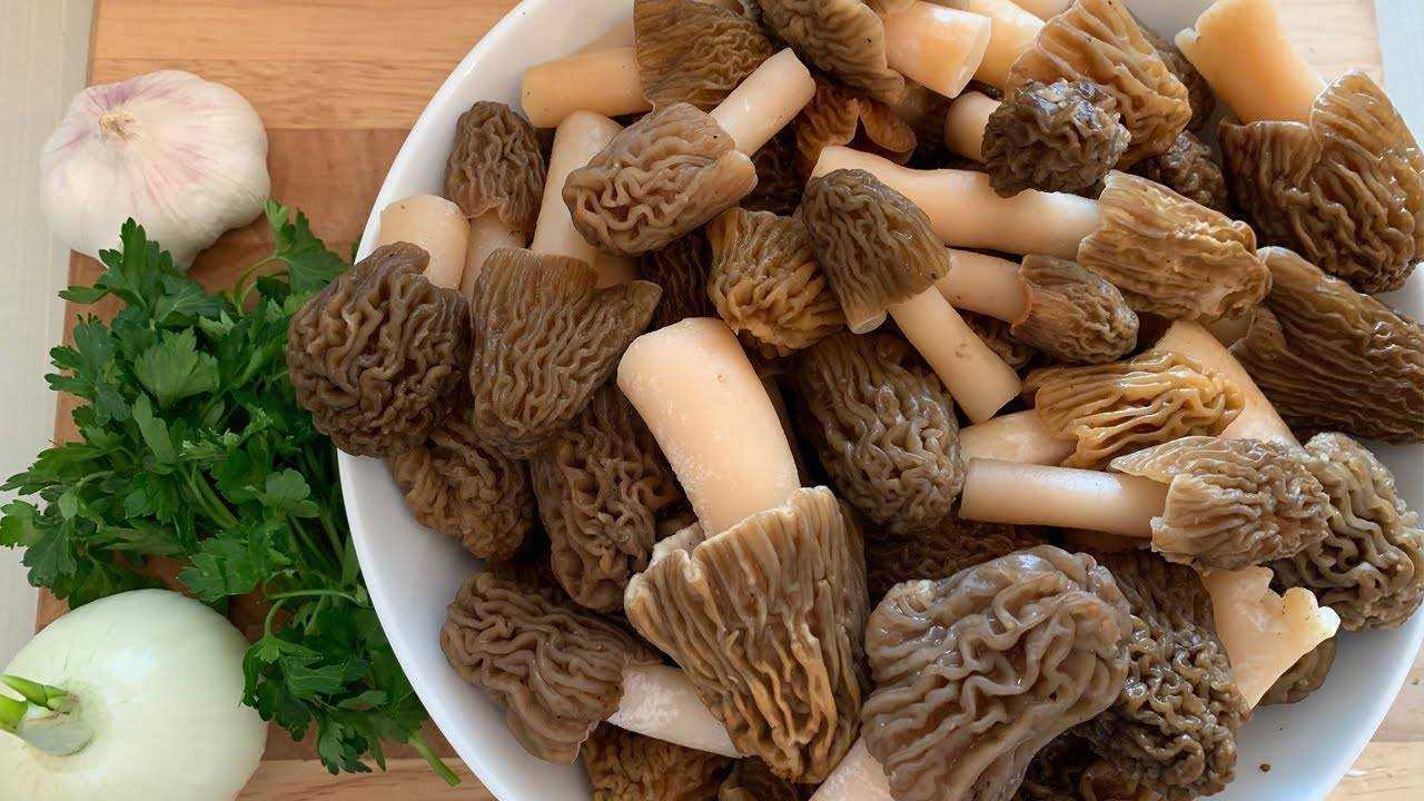 Как выглядят грибы сморчки