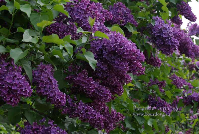 Сирень обыкновенная (syringa vulgaris) – кустарник для сада