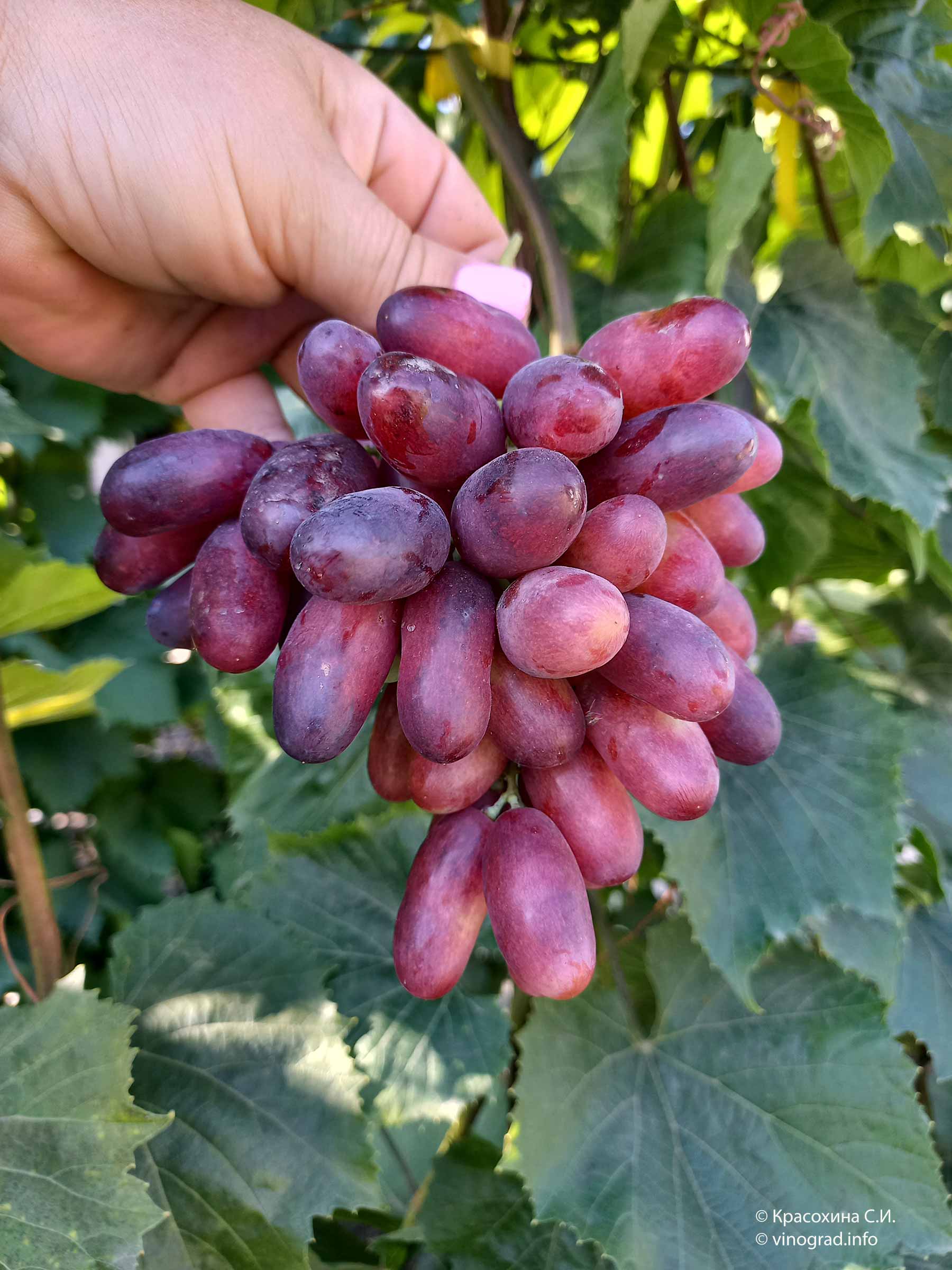 Виноград изюминка, сорт винограда изюминка