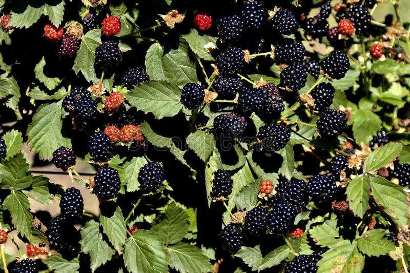 Лучшие сорта ежевики: описание