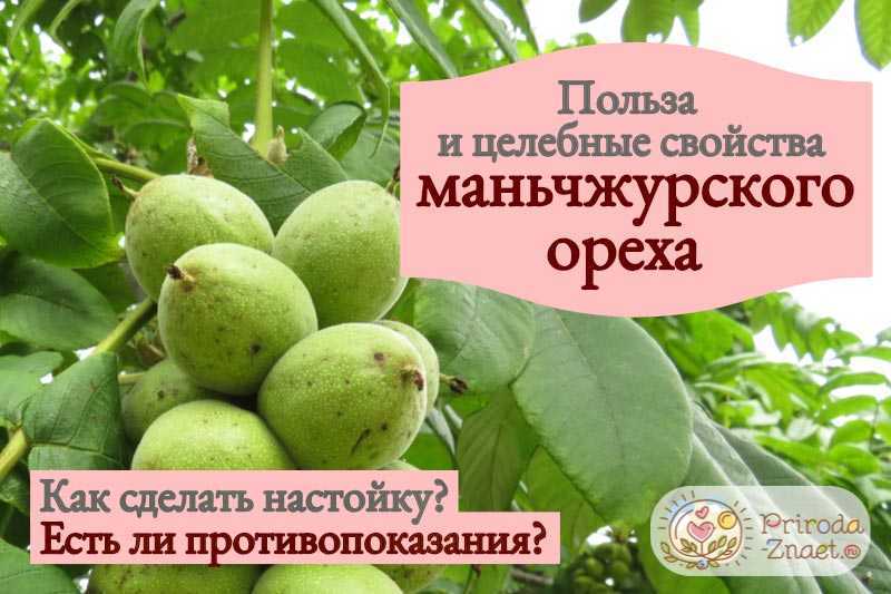 Орех маньчжурский: описание дерева, применение, выращивание