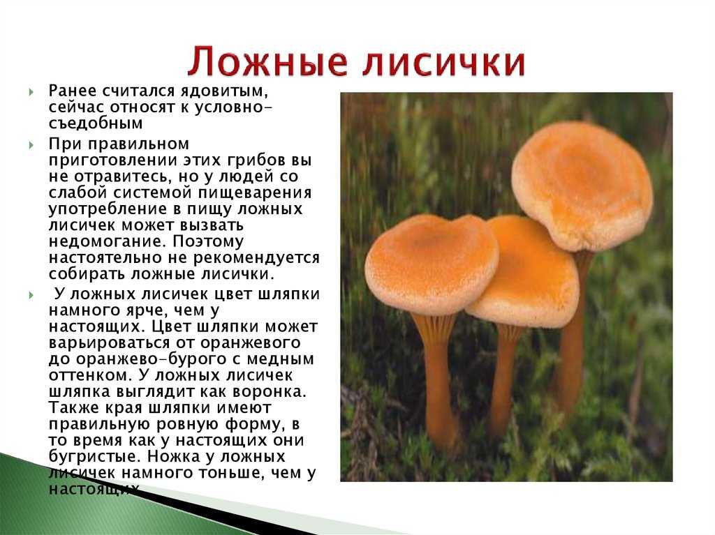 Гриб гладыш: съедобный или нет, фото — selok.info