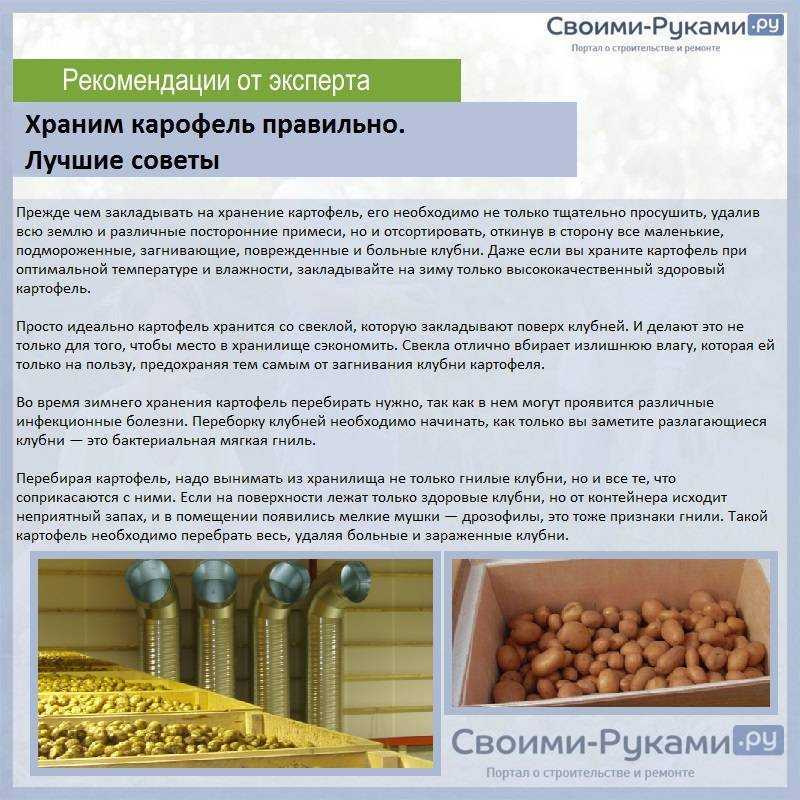 Картофель "луговской": описание сорта, фото, рекомендации по выращиванию русский фермер