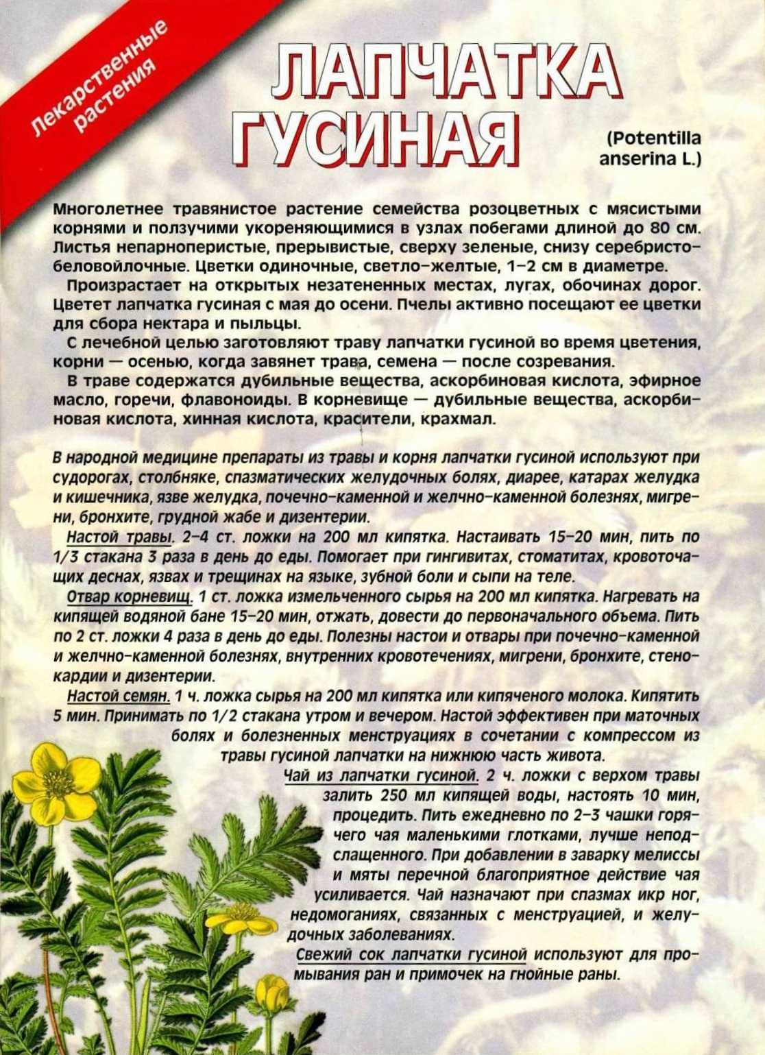 Лапчатка гусиная – луговое растение с универсальными свойствами