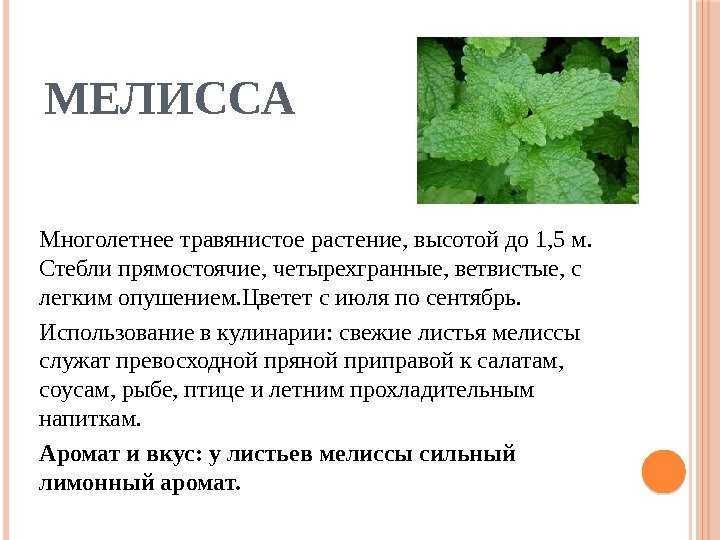 Мята и не мята — как различать, использовать и где посадить?