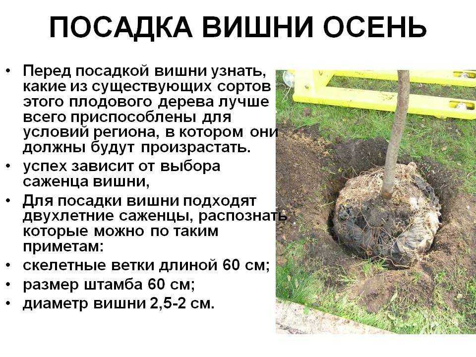 Посадка вишни осенью и весной: когда правильно сажать?
