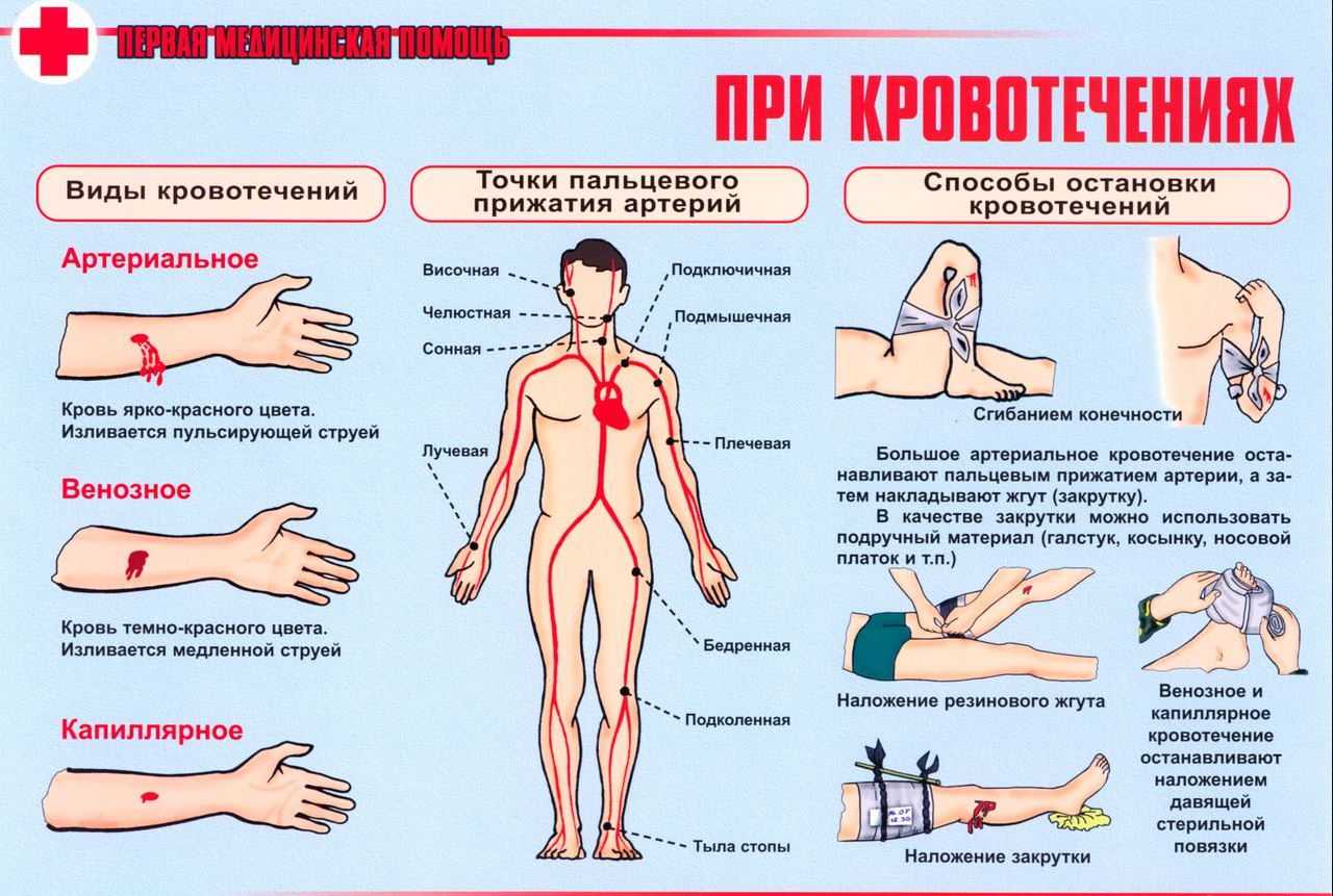Чешуйчатка золотистая (опенок королевский) -фото и описание. как приготовить