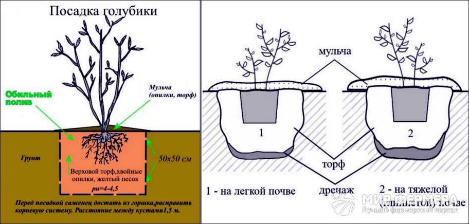 Голубика патриот: описание, посадка и уход за растением, болезни и вредители