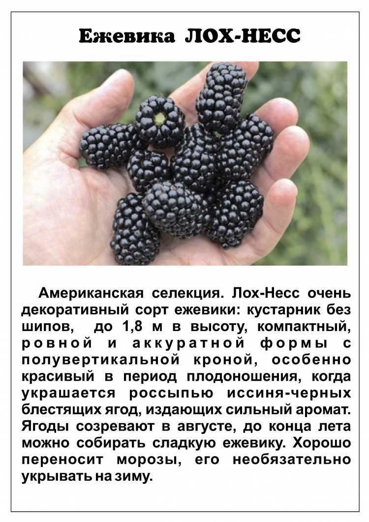 Ежевика лох тей: описание, фото, отзывы, секреты выращивания