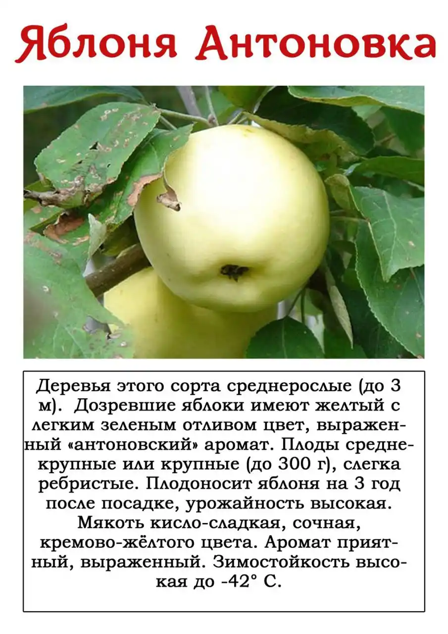 Сорт яблони коваленковское, описание, характеристика и отзывы, а также особенности выращивания данного сорта