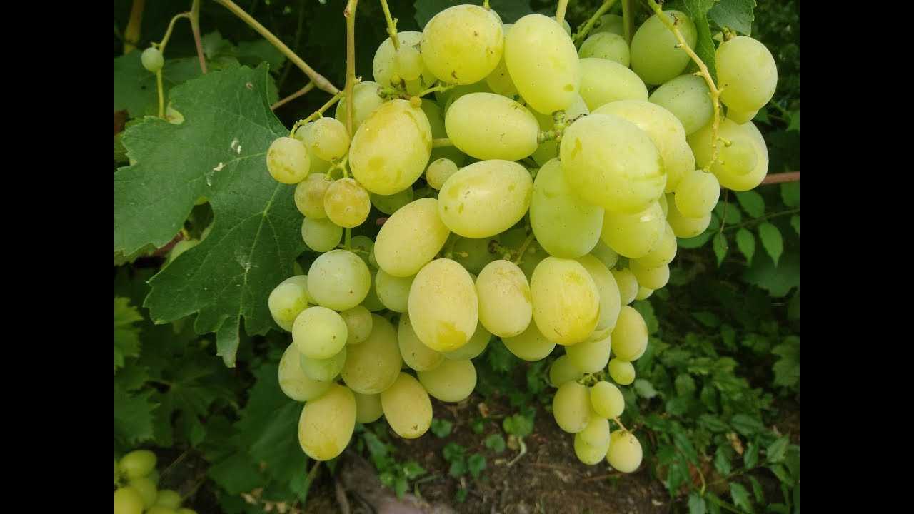 Виноград кеша – описание сорта, фото, отзывы
