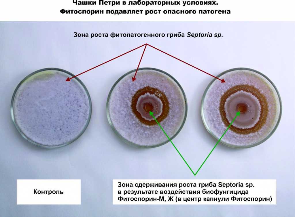 Черная пятнистость: лечение и фото, борьба на розах и томатах
