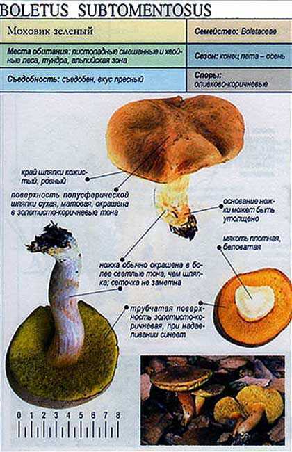 Гриб моховик фото и описание, где растет моховик, виды моховика.