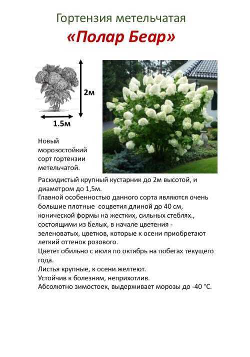 Гортензия — виды и сорта