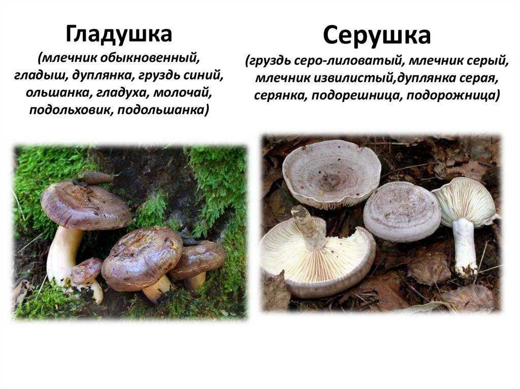 Гриб серуха как готовить