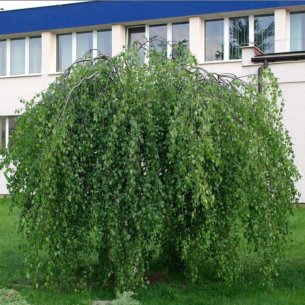 Береза: посадка и уход в открытом грунте