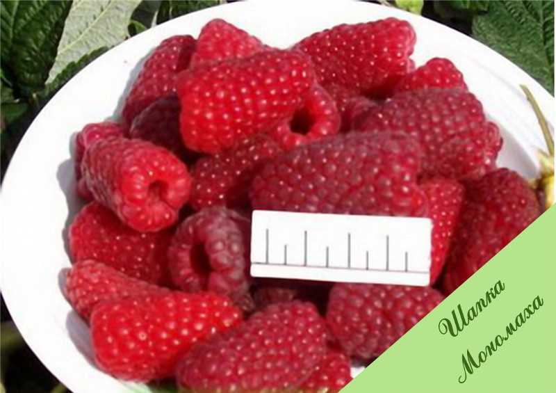 Ремонтантная малина шапка мономаха - осень - малина - плодовые