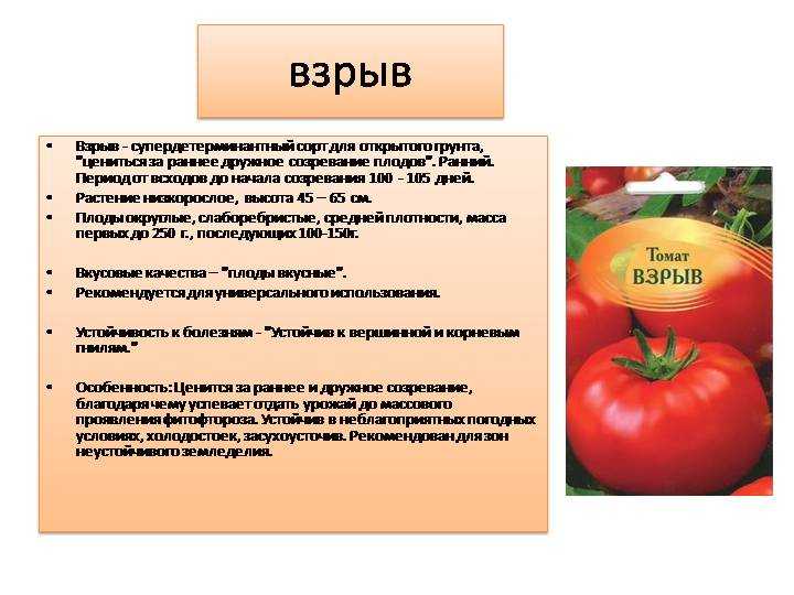 Томат «взрыв» отзывы фото кто сажал?