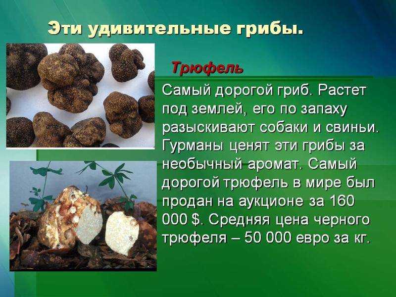 Трюфель: польза, вред и калорийность | food and health