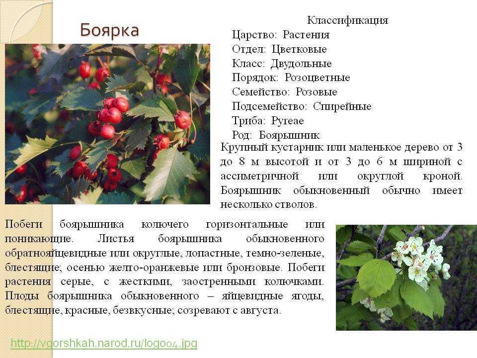 Боярышник черный: полезные свойства и противопоказания, применение