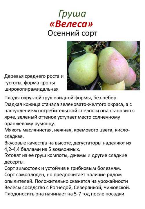 Груша нарядная ефимова: фото и описание сорта, опылители, посадка и уход