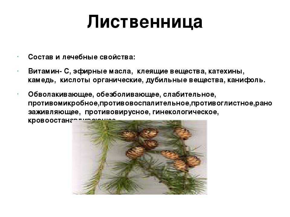 Вредители сосны ?: болезни сосны обыкновенной и их лечение, фото, описание болезней | qlumba.com