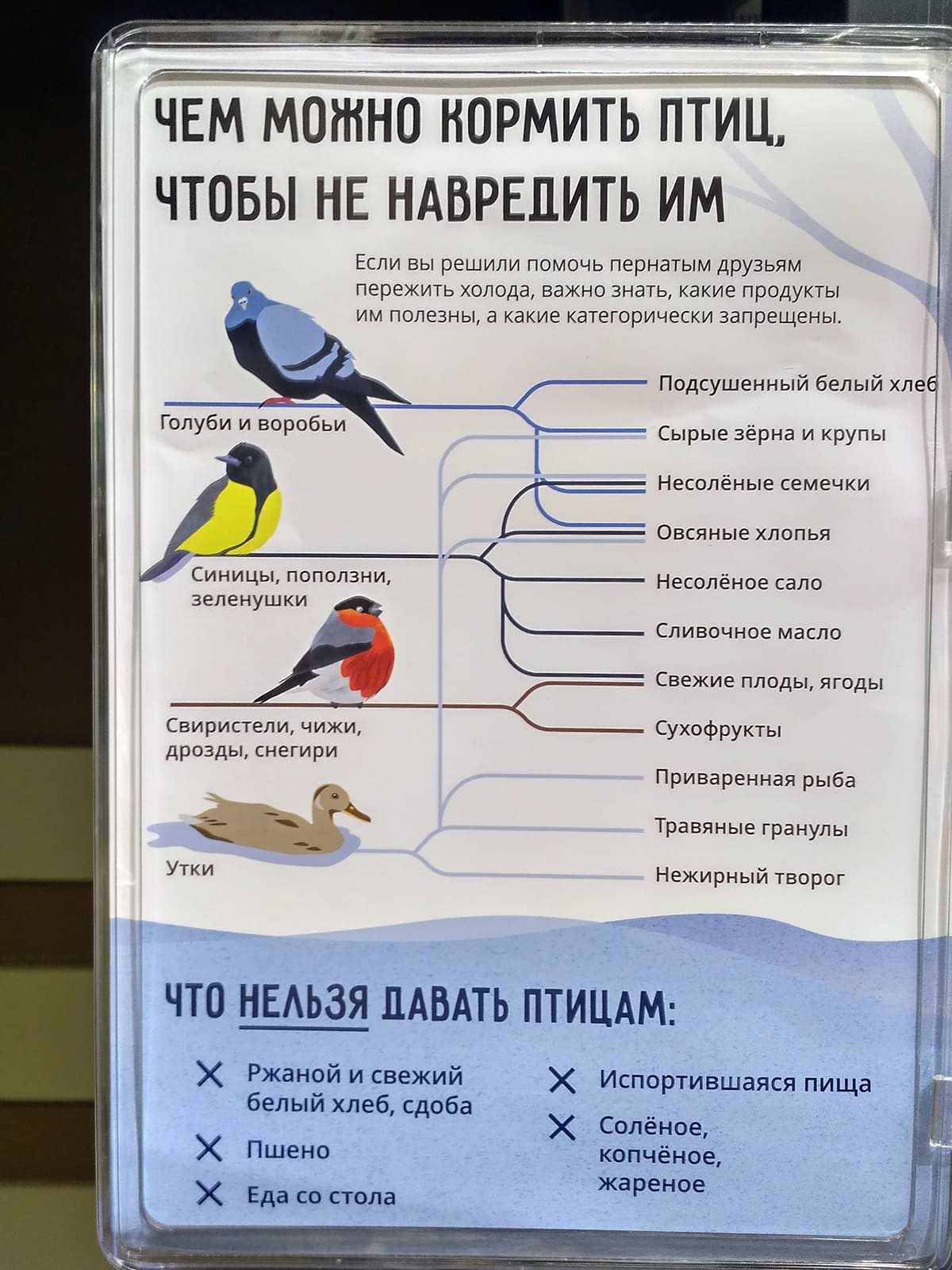 Люди помогите птицам! тема помоги птицам: чем можно кормить птиц зимой а чем нельзя: таблица. когда подкармливать птиц зимой. корм для птиц своими руками