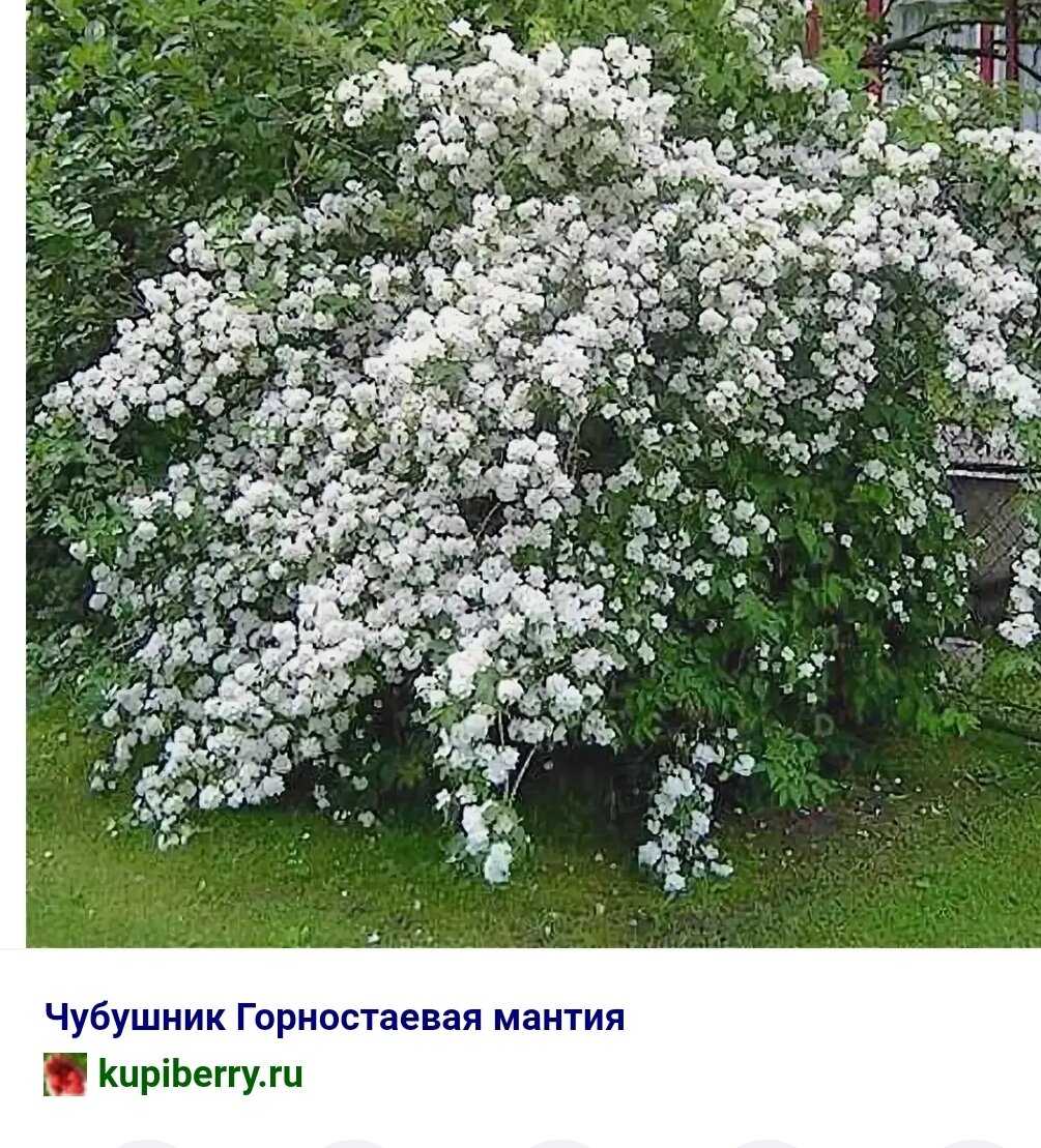 Садовый жасмин (чубушник): посадка и уход, описание, фото