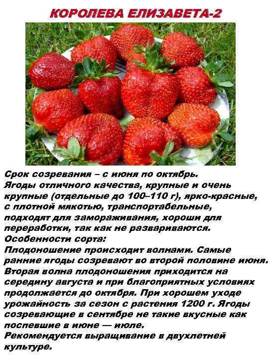 Клубника осенью: посадка и уход в открытом грунте, когда сажать клубнику