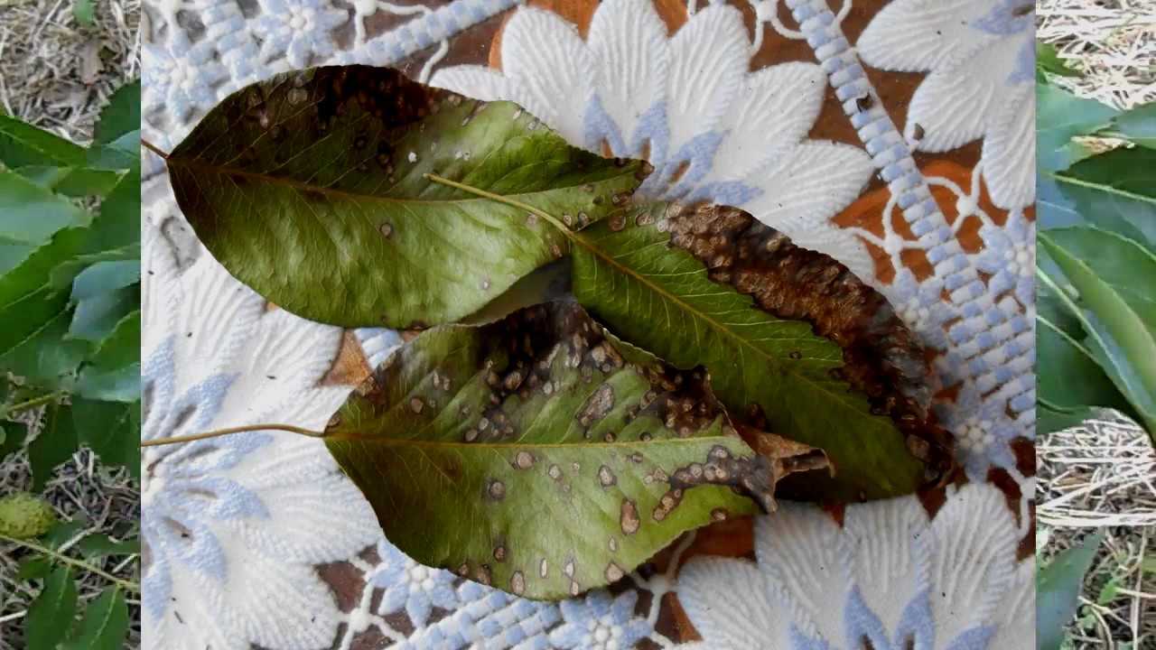 8 причин появления черных пятен на листьях груши, народные средства защиты и меры профилактики