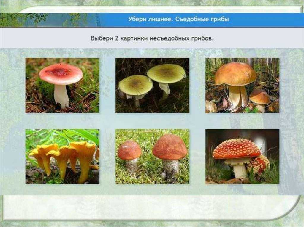 Мицена пероногая (mycena plumipes) – грибы сибири