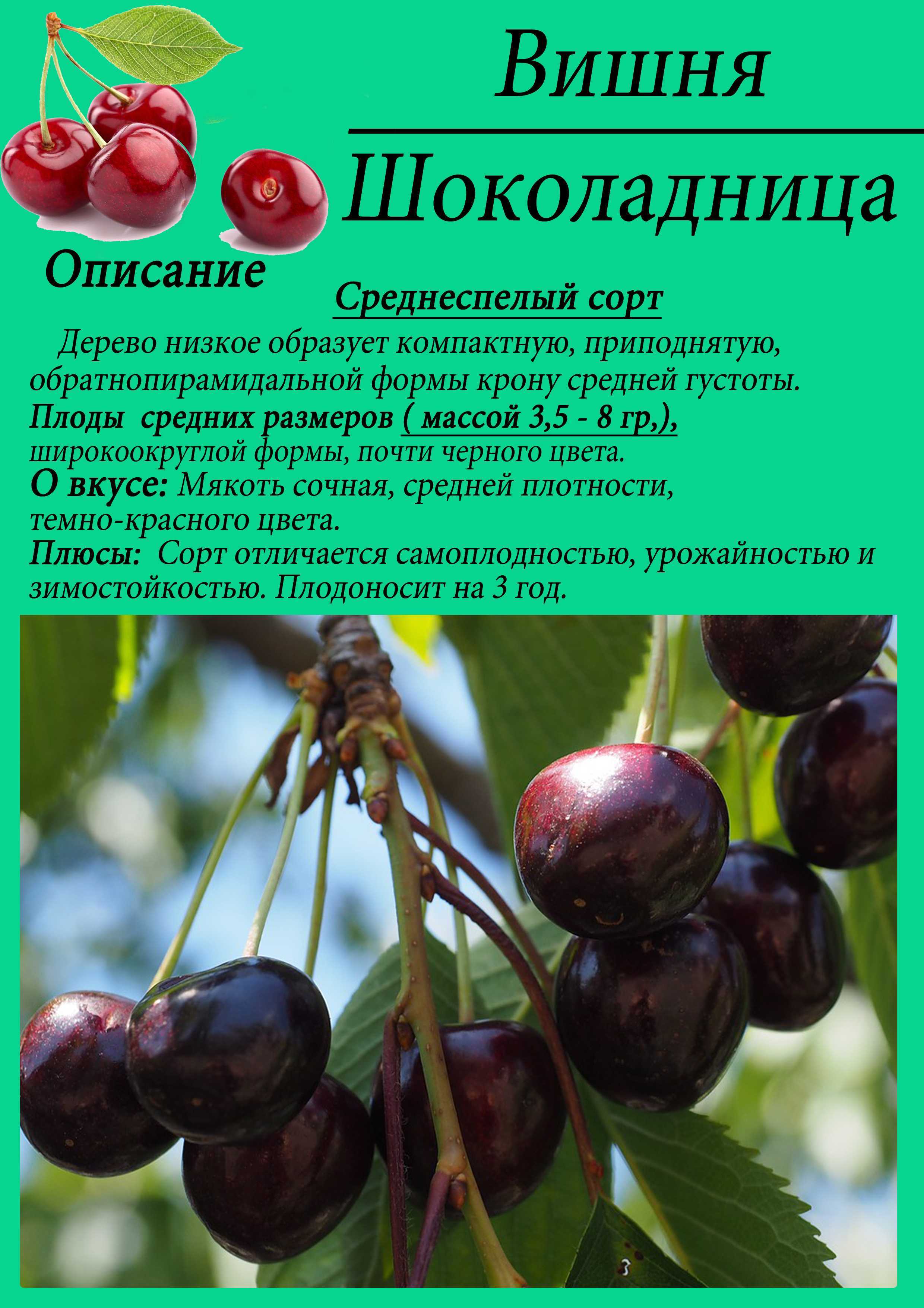 Вишня чернокорка: реальные отзывы, посадка и уход, описание, фото