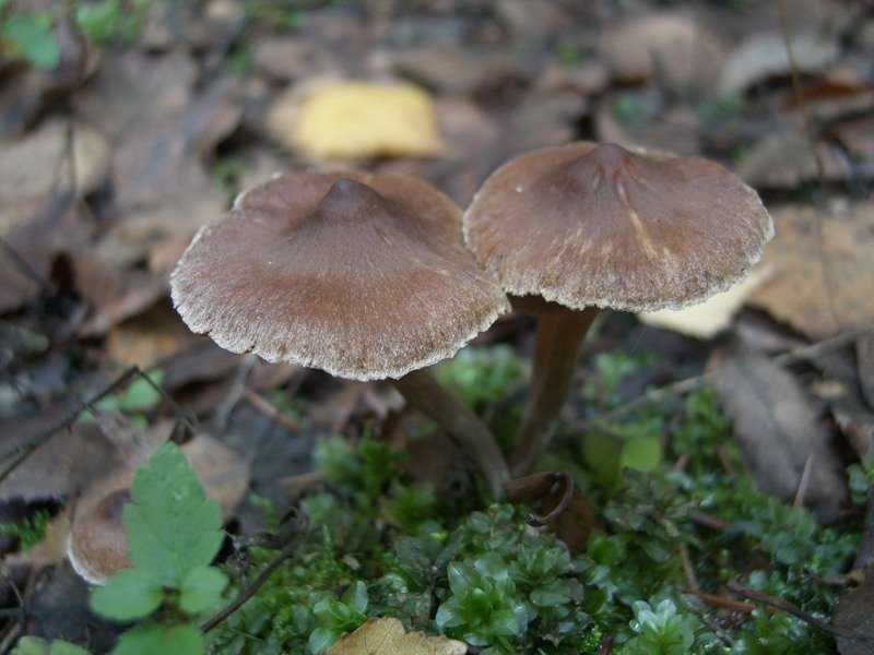 Ядовитые грибы - сатанинский, свинушка, желчный, бледная поганка, грибы зонтики, мухомор, фото, описание, видео