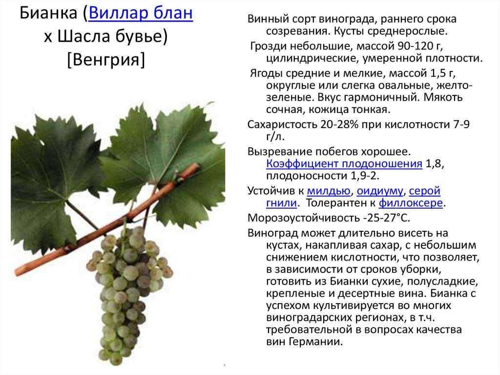 Виноград Бианка: описание, фото, основные характеристики, вкус, урожайность, сроки созревания Рекомендации по посадке и уходу Плюсы и минусы сорта