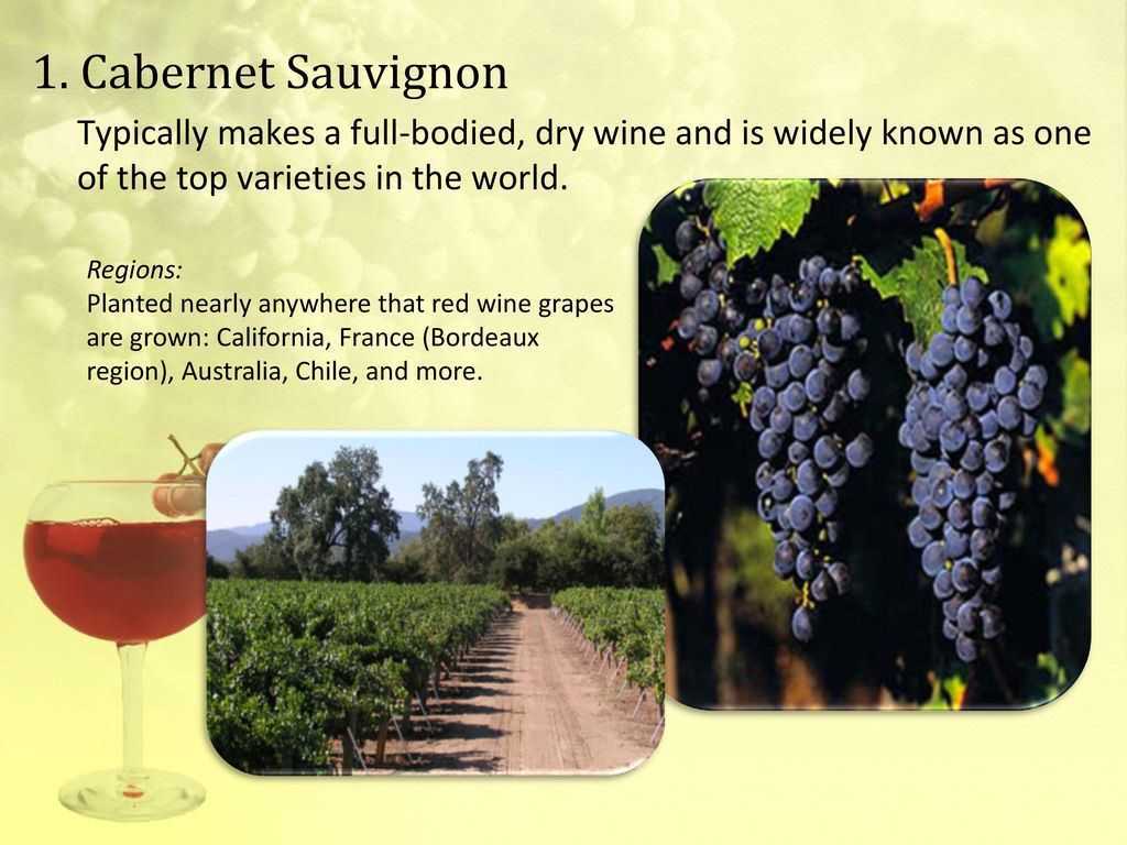 Виноград "каберне совиньон": описание сорта, особенности выращивания, использование