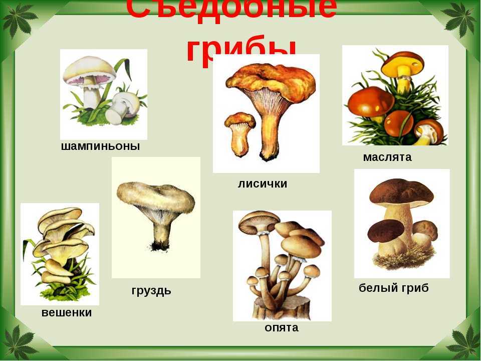 Разница между рыжиком и лисичкой. как отличить ложные рыжики от настоящих