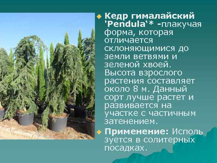 Кедр (хвойное дерево)