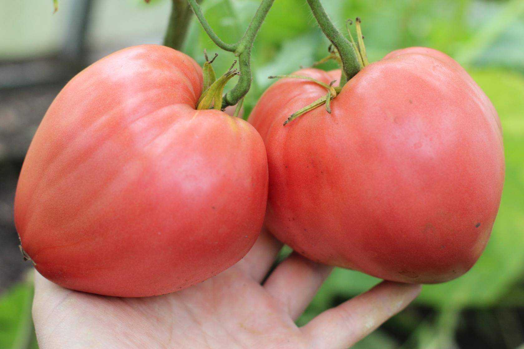 Томат фатима: отзывы (26), фото, урожайность, описание и характеристика | tomatland.ru