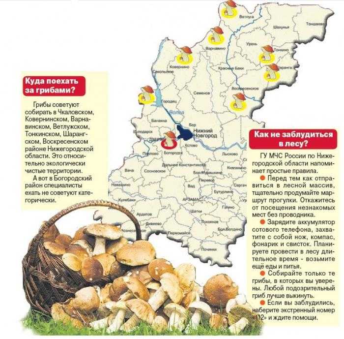 Грибные места в тульской области - козловка