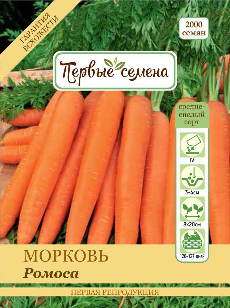 Выращивание моркови как бизнес – лучшие сорта, агротехнология и защита культуры