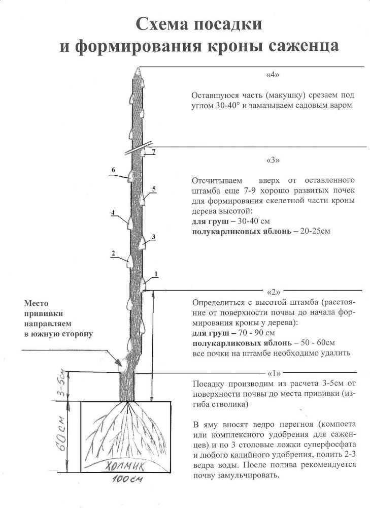 Посадка яблони осенью: когда и как посадить, пошаговое руководство