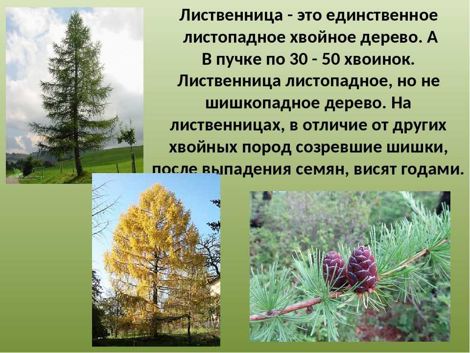 Лиственница, ее сорта, размножение, распространение и применение - описание, посадка и уход, вредители и болезни