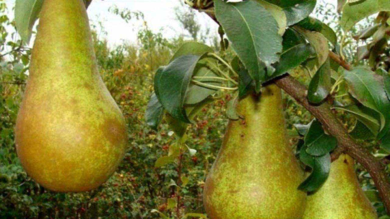 9 вкусных морозостойких сортов груш