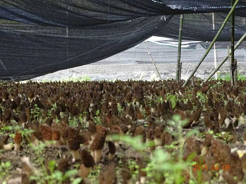 Выращивание клубники на подоконнике круглый год: когда сажать, уход, сорта