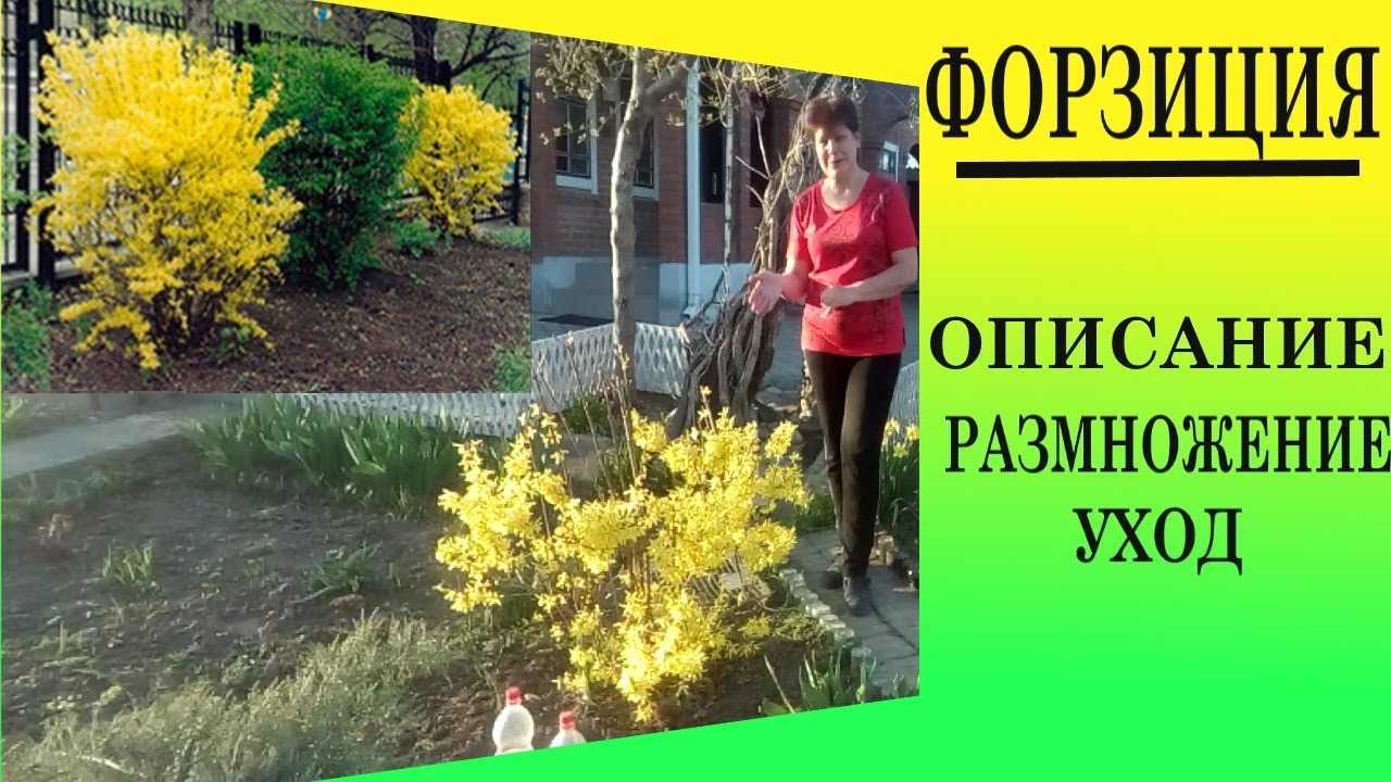 Форзиция (форсайтия): промежуточная, европейская, посадка в подмосковье, уход в открытом грунте, обрезка кустарника осенью