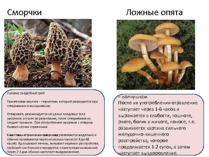 Лесные опята (виды): зимний опенок - фламмулина, осенний, луговой