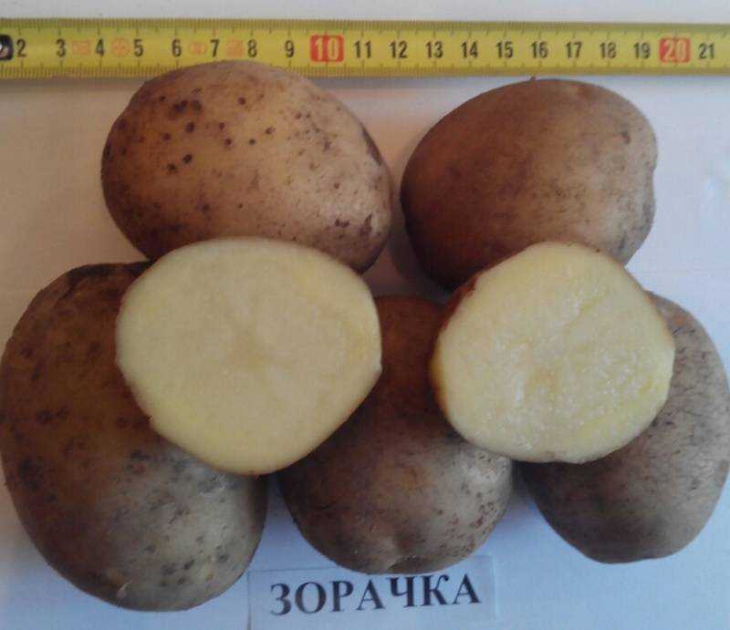 Картофель зорачка: описание и характеристика сорта, посадка и уход, отзывы с фото