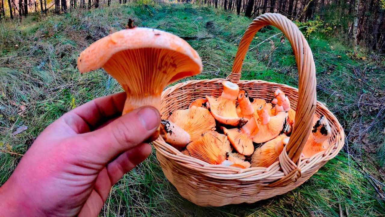 Грибы рыжики – как готовить на зиму быстро и вкусно!