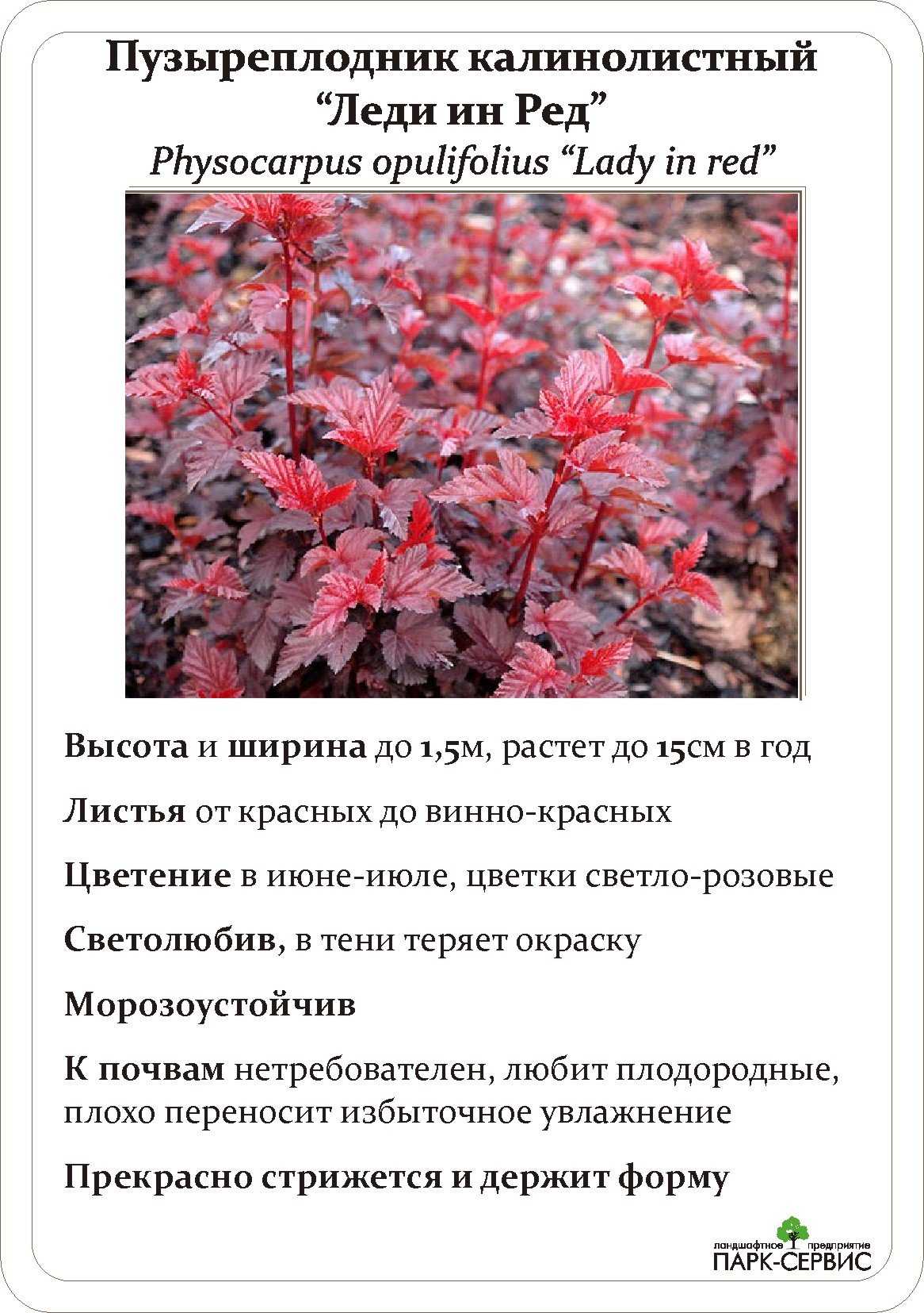 Пузыреплодник калинолистный ред барон (physocarpus opulifolius red baron )