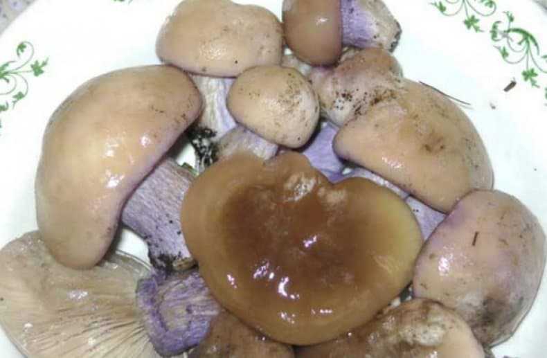 Грибы рядовки съедобные: фото и описание, как отличить от ядовитых